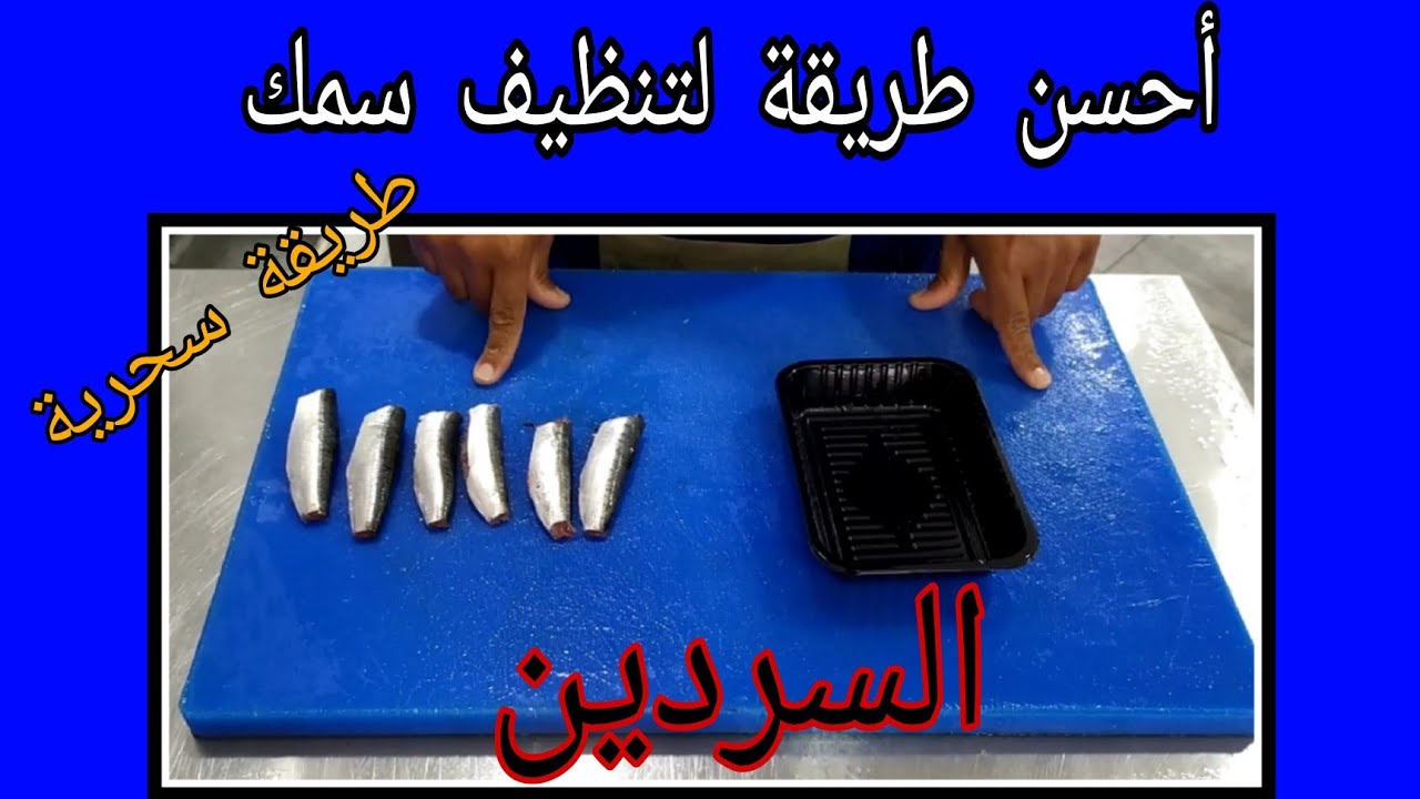 سلسلة أجي تعرف الحوت من البداية حتى النهاية مع المعلومات المهمة (سمك السردين)