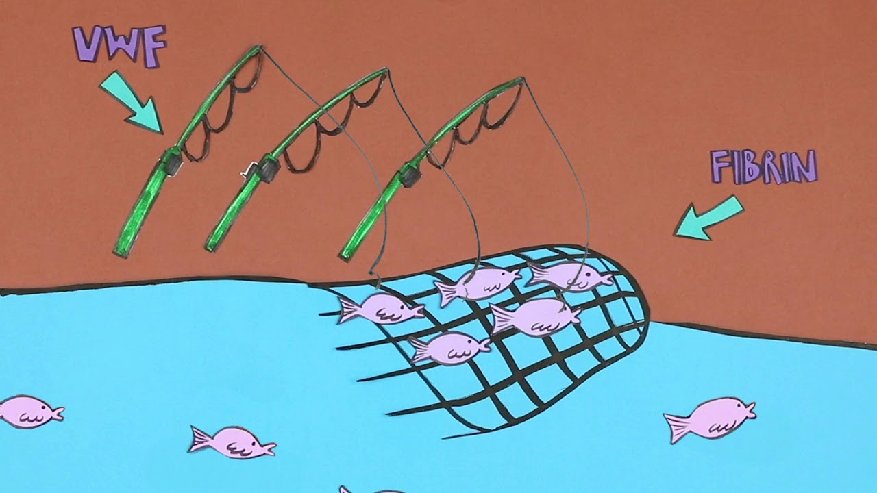 Fishing for platelets? | Type 1 von Willebrand disease explained