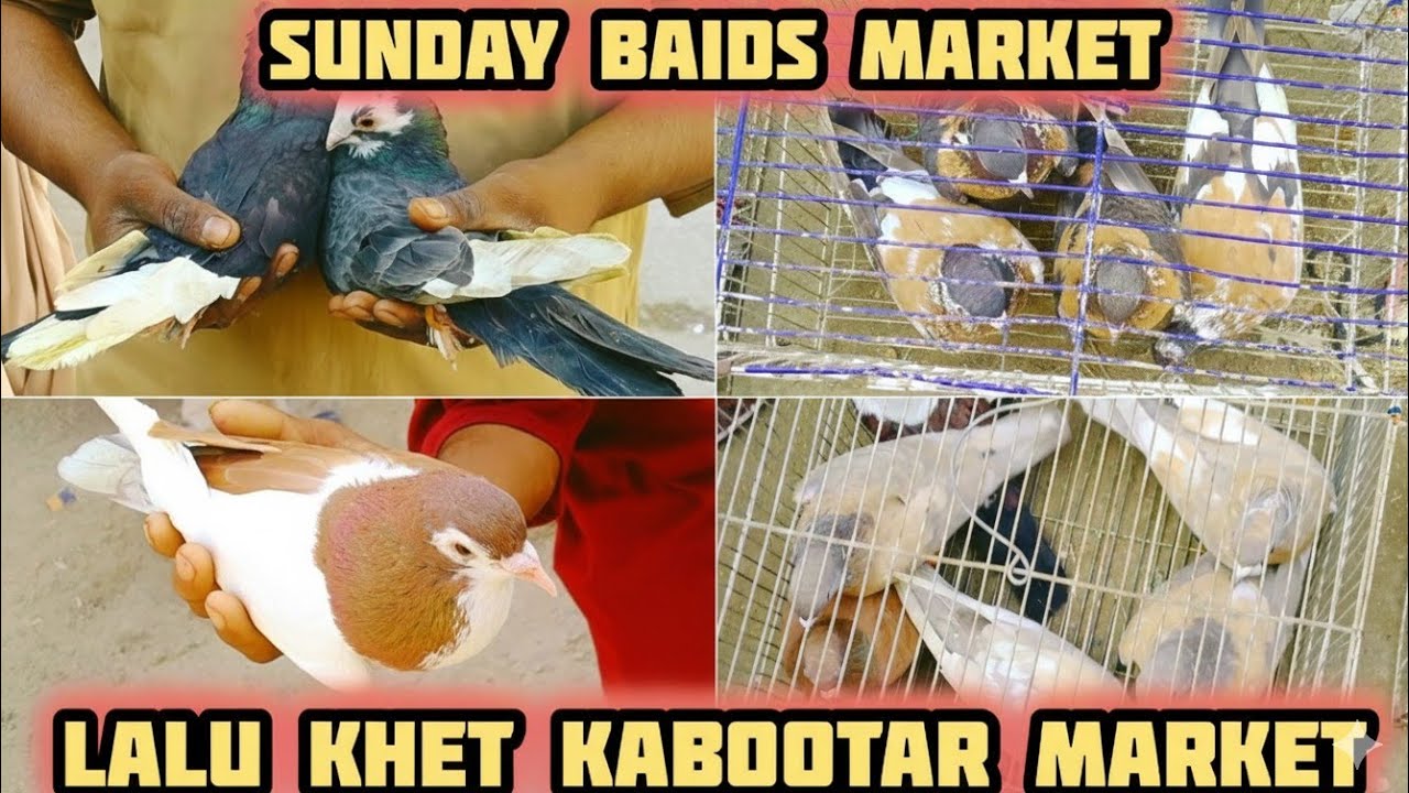 Lalukhet kabutar market | kabutaron k shouq | lalukhet birds market | birds love market, Feb 22 2026