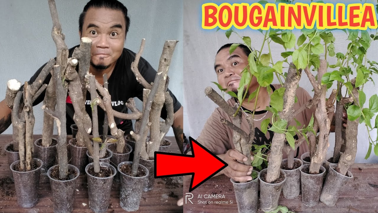 BOUGAINVILLEA PROPAGATION FROM CUTTINGS UPDATE +PAANO MAGPARAMI NG BOGAMBILYA