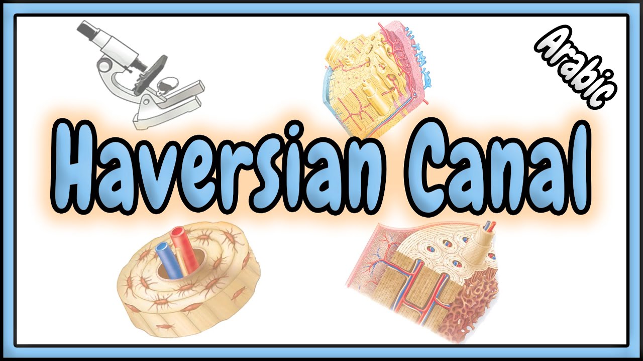 82. Haversian Canal || قناة هافرس