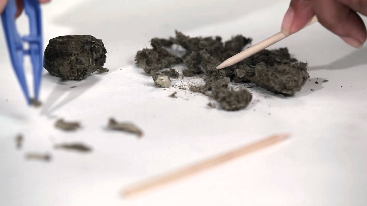 Owl Pellet