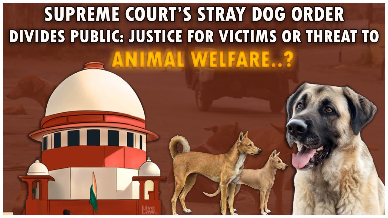 Supreme Court&rsquo;s Stray Dog Ban Sparks National Debate | Safety vs Animal Rights