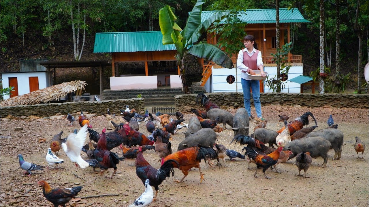 How to cook pig feed and care for livestock on the farm - Phùng Thị Chài