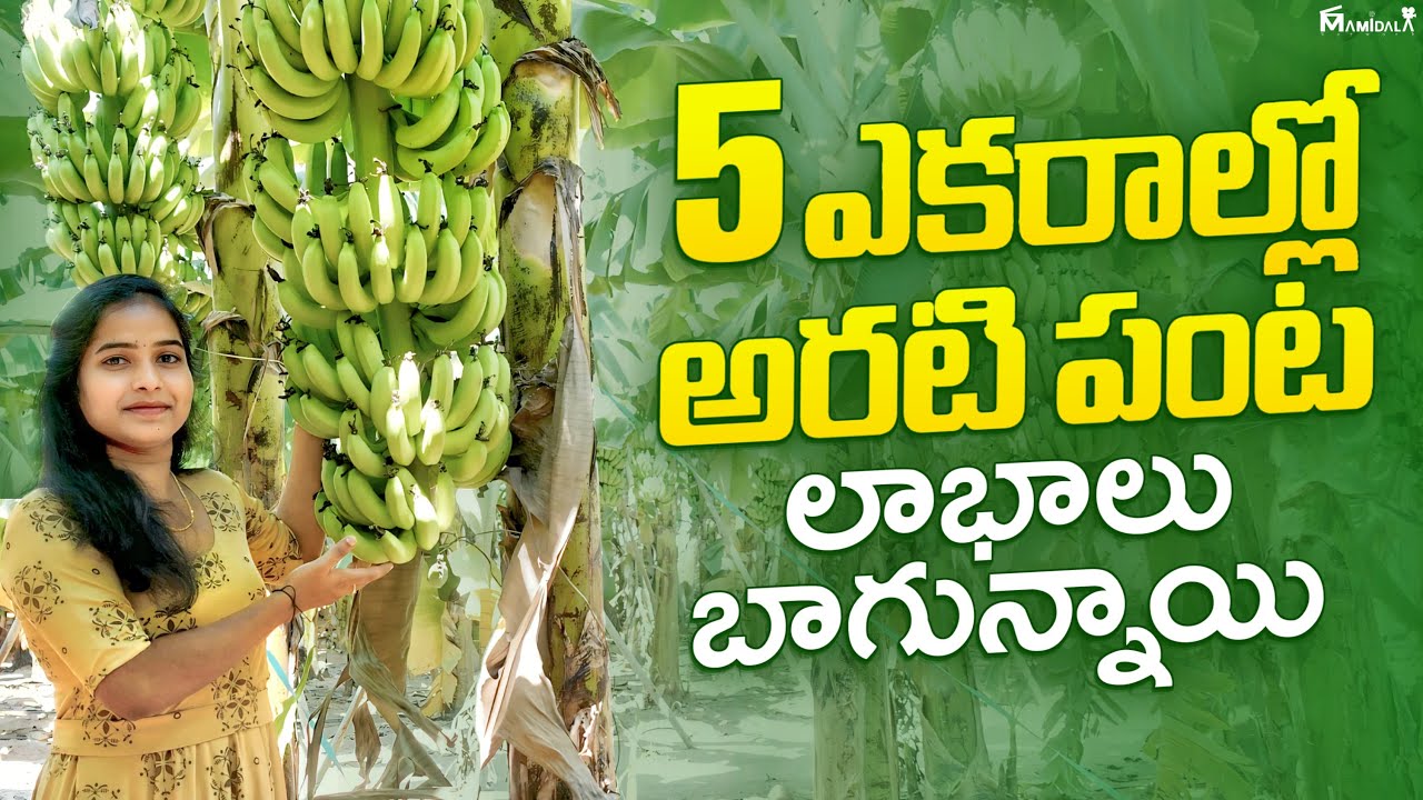 5 ఎకరాల్లో అరటి పంట విజయం l Banana Farming in 5 acres l