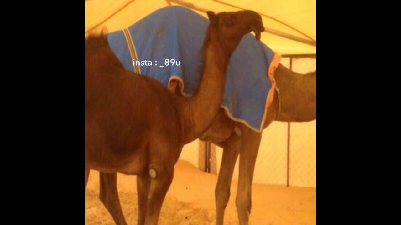 ناصر الطويل في ارهاب الزكيبا