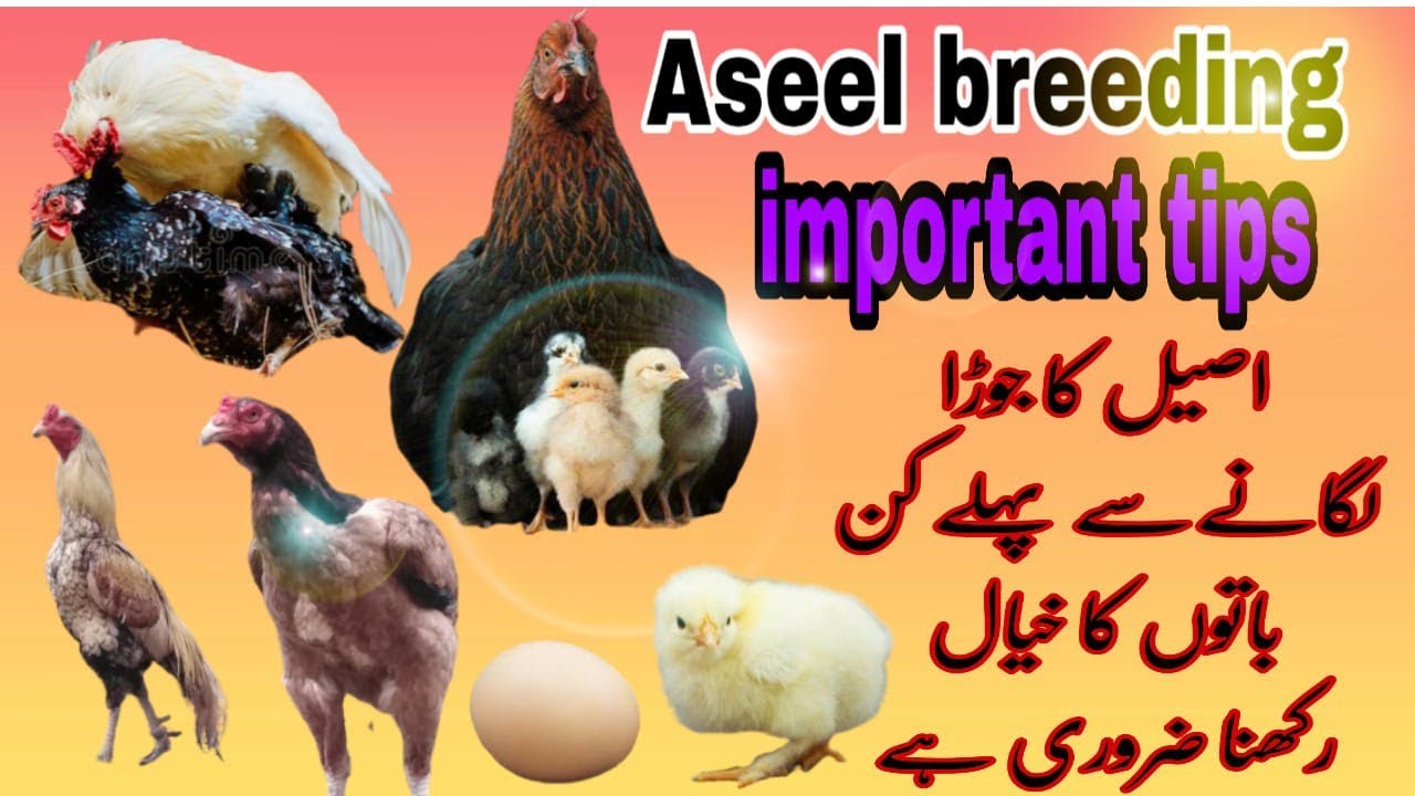 Aseel breeding tips-aseel breeding information-Aseel breeding setup