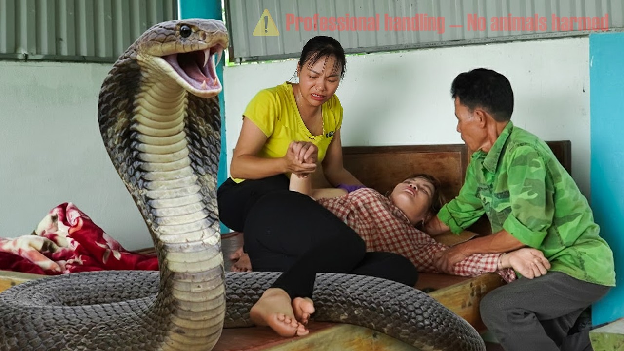 72 Hours of Emergency Response: Cobra Bite Victim – Father Provides Care