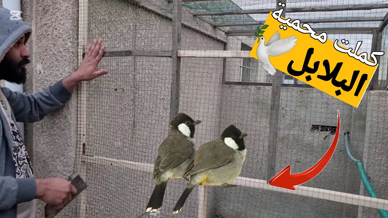 كملت محمية البلابل #2