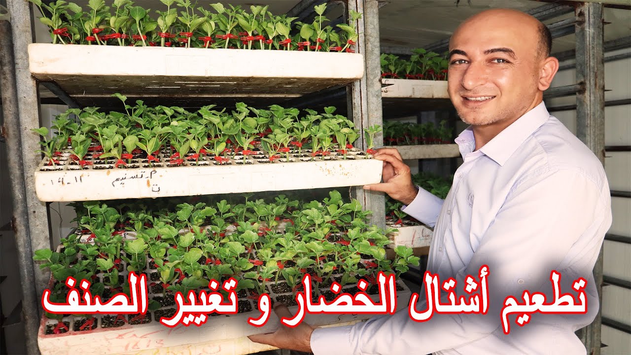 شاهد عملية تطعيم الخضار و تغيير أصنافها