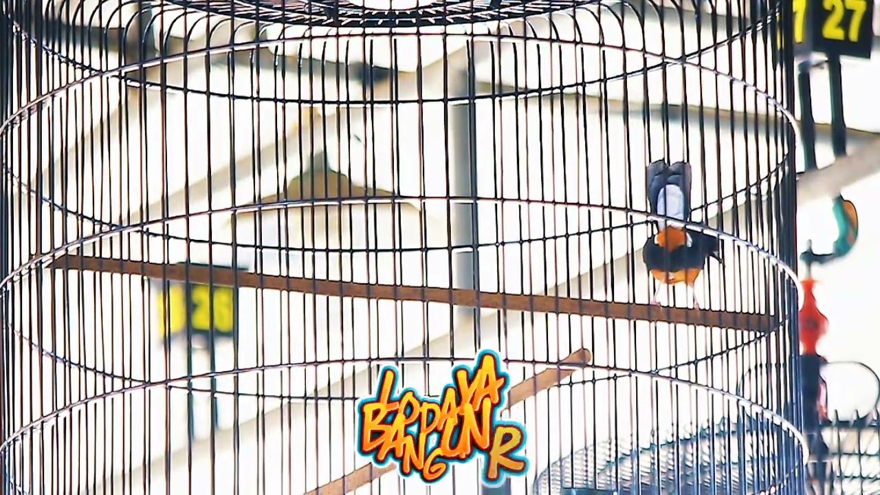 Murai batu pastol LODAYA setabil tiap minggu juara 1 & 2 ‼️‼️‼️ Owner Bangun R dari Wisma Kenanga SF