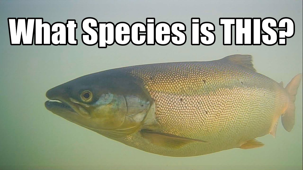 Michigan Salmon Underwater Footage