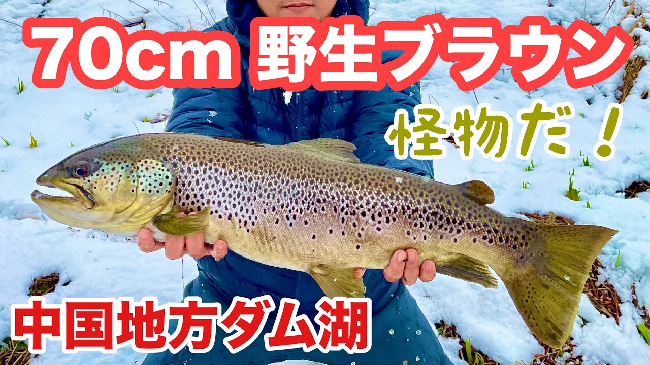 中国地方ダム湖釣り）スプーンで70㎝野生ブラウントラウトを釣りました！