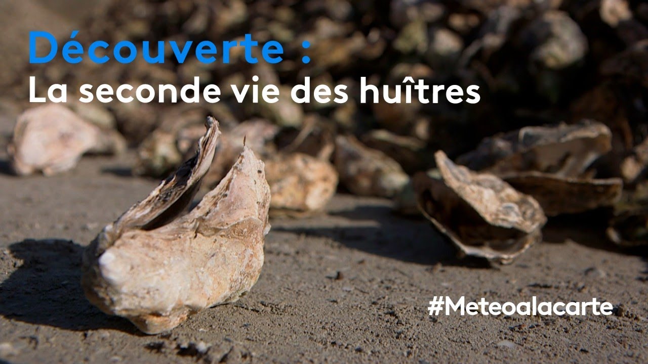 Découverte : la seconde vie des huîtres