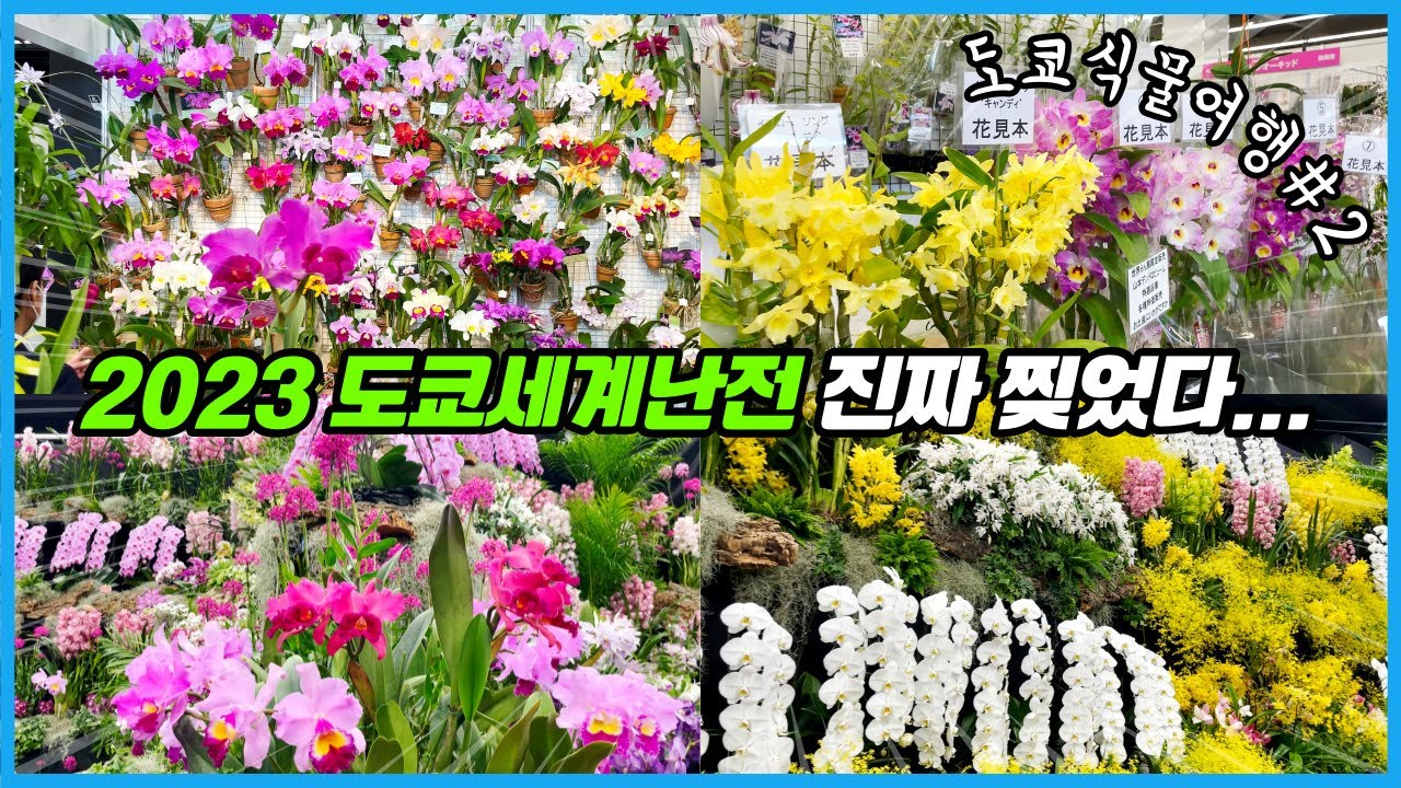 Я посетила крупнейшую в мире выставку орхидей!! Стенд по продаже орхидей тоже произвел фурор!! Вт...