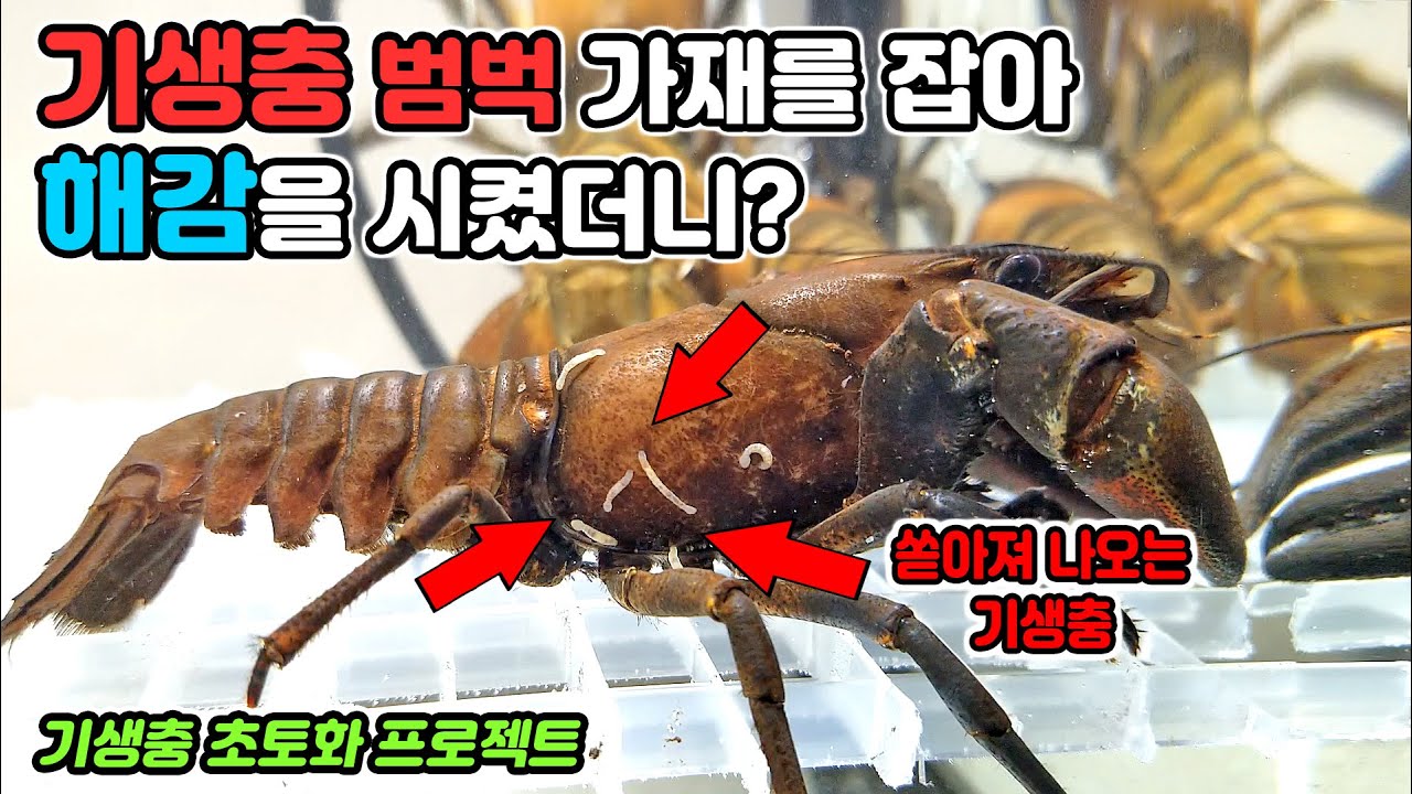 극혐!  민물가재 함부로 먹지 마세요. 골로 갑니다. 갑각류 기생충 해감으로 참교육 시키기!