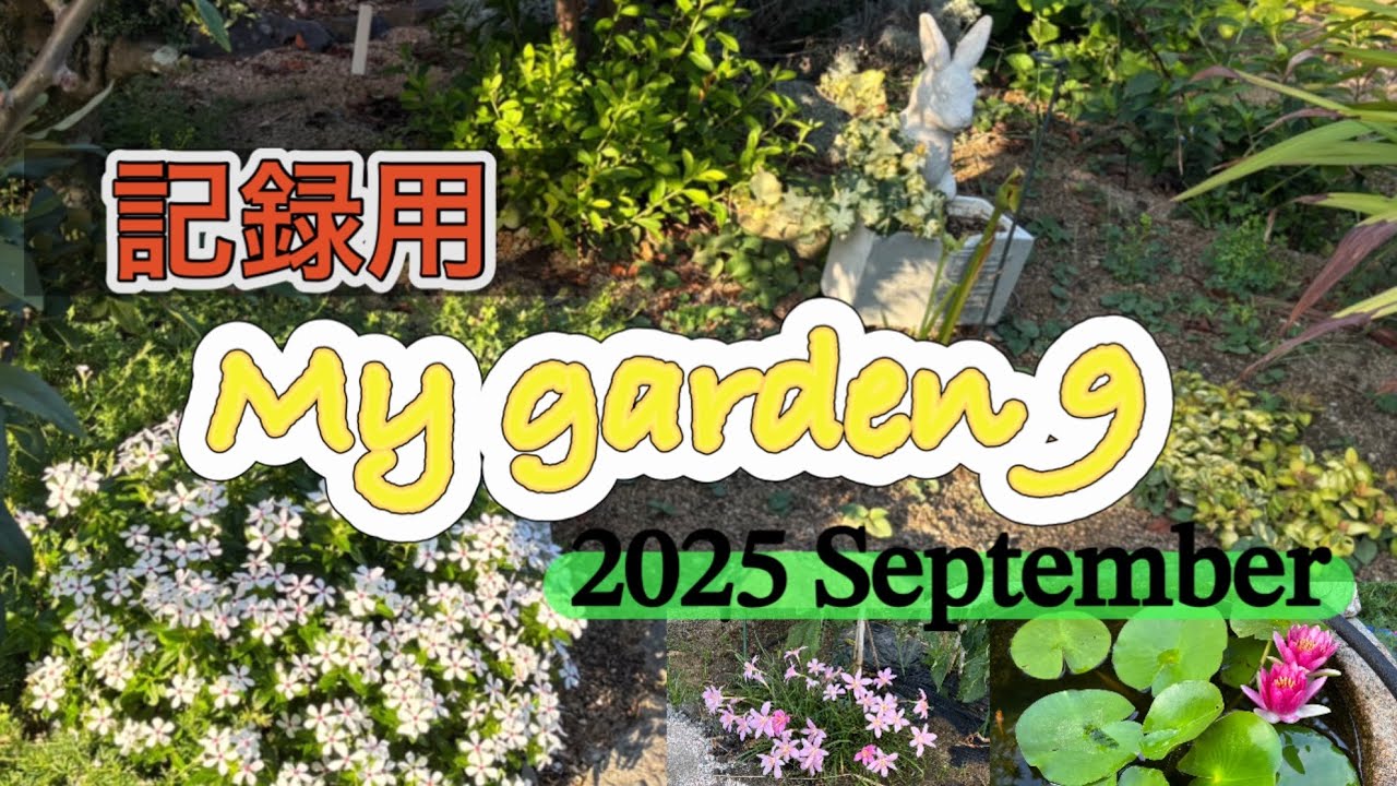 記録用 庭の様子9  2025年9月