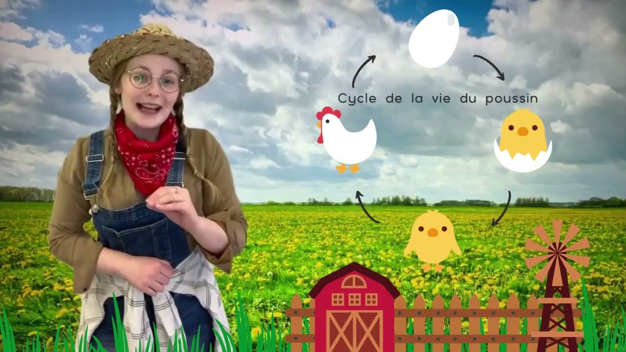 Cycle de la vie du poussin