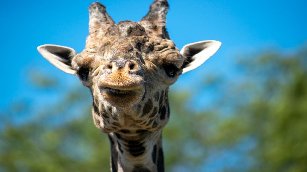 Learn About Giraffes!