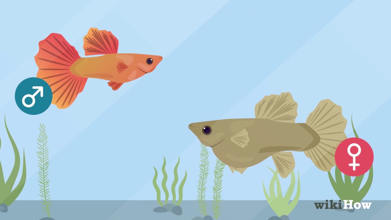 Guppies Züchten