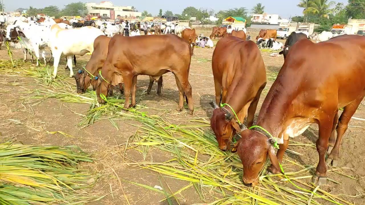 हाळीचा संपूर्ण बैल बाजार एकाच व्हिडिओ मध्ये बघा, Hali Bail Bazar