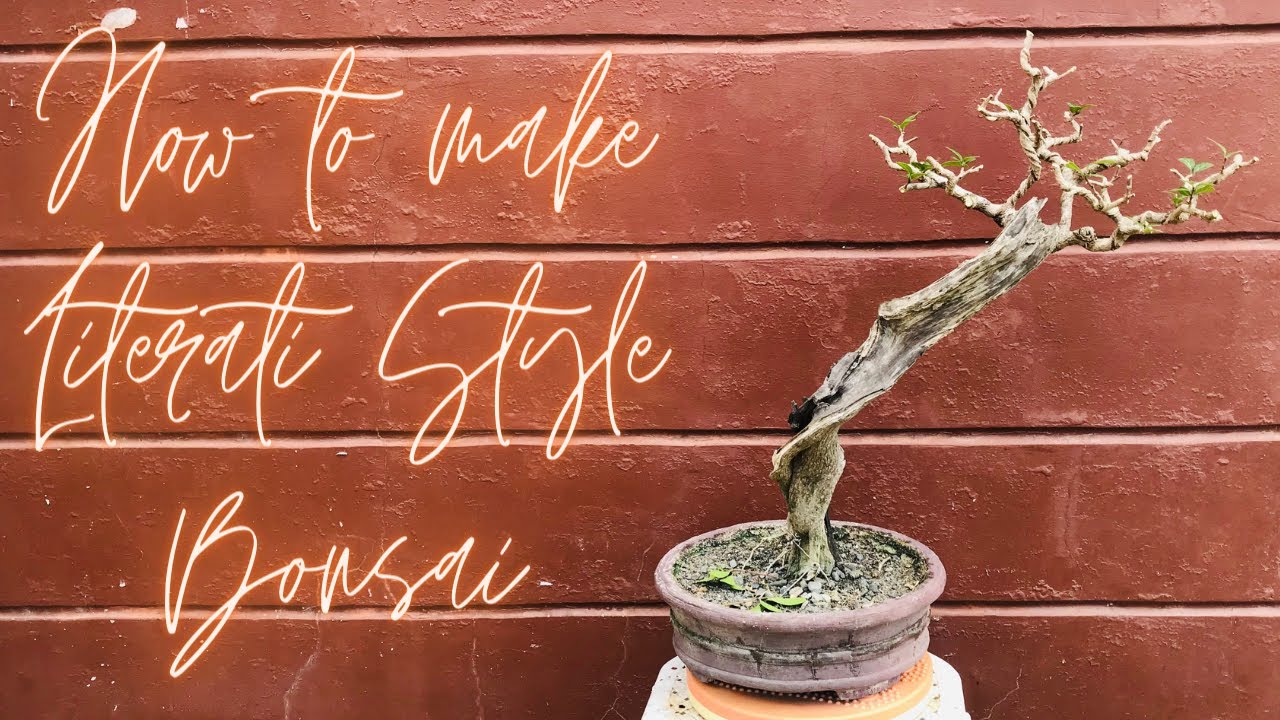 TIP & TECHNIGUE MAKING LITERATI BONSAI STYLE CAMUNING BILOG (Murraya exotica)
