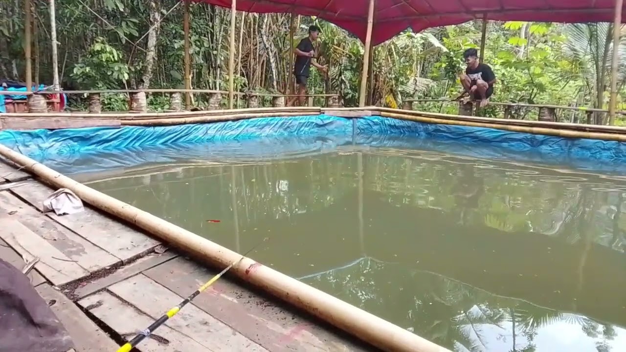 Mancing galatama,, sensasi strike yang luar biasa #mancing #fishing 
