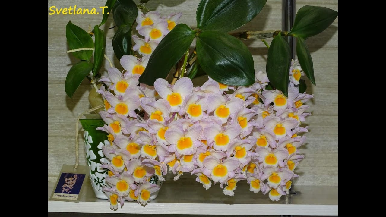 Самый красивый  Den.farmeri  и зацветший фласочный фаленопсис  P.javanica' х P.LD's Bear King