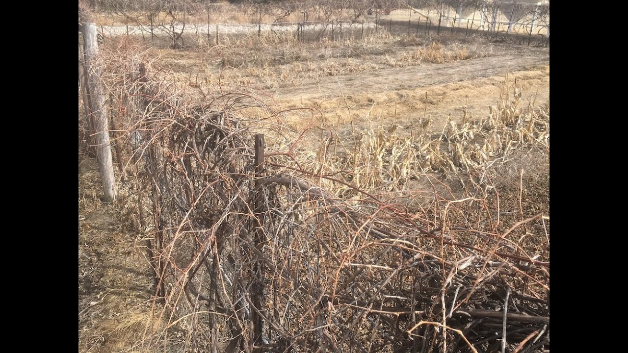 Spring cleaning our deep mulch garden at Prairie Road Organic Seed