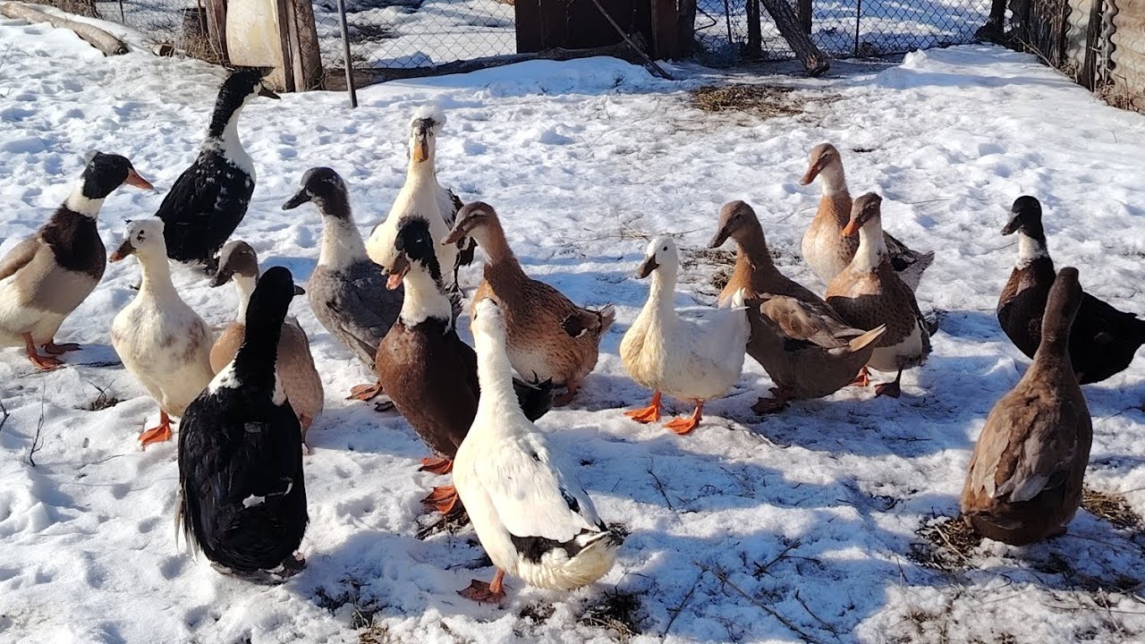 Schimbări la iepuri - noutăți - pe la animale ❄️🐷 🦆🐐🦃🐰❄️#cătălinandtheanimals #animals #fun 