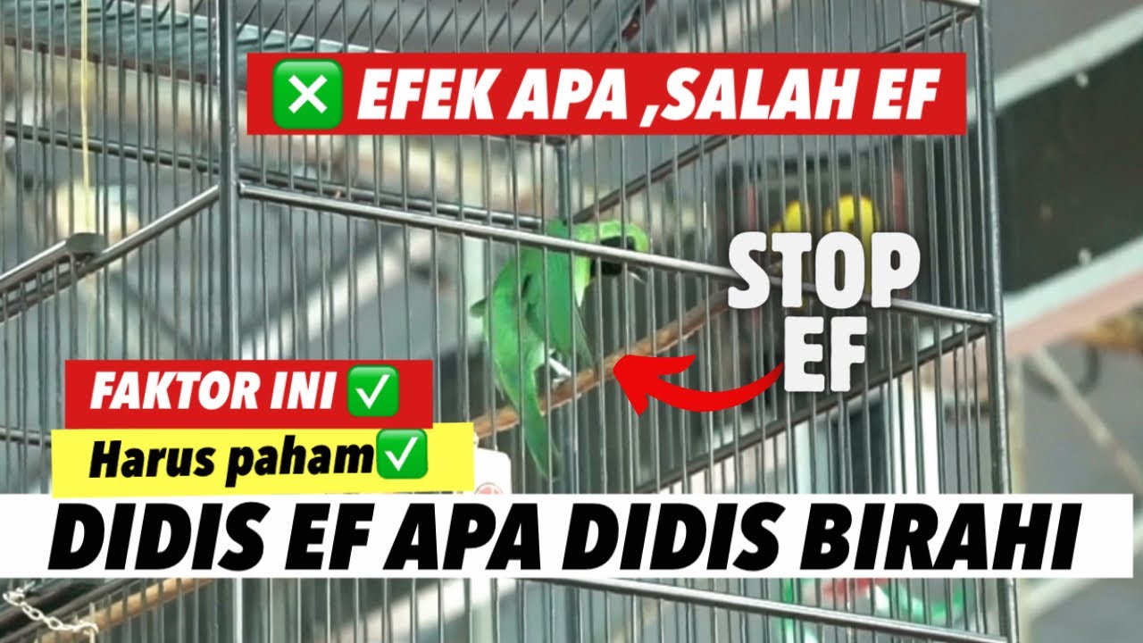 BERBAGI ILMU❗️CARA ATASI BURUNG CUCAK IJO KENAPA SELALU DIDIS ENDING MENIT AKHIR