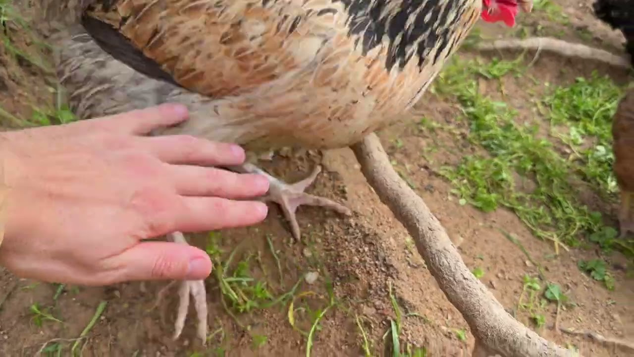 Follukları temizledim - Yumurtaları topladım ve Tavuklara bol yeșillik verdim #backyardchickens 