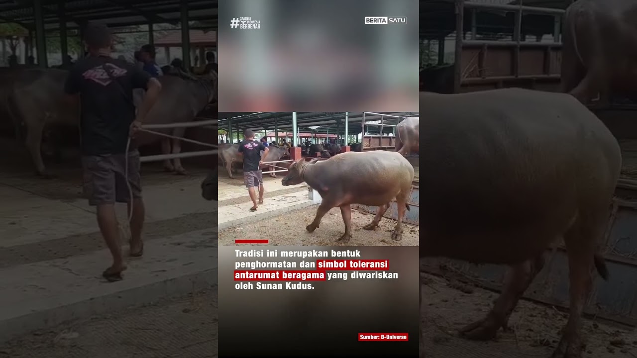 Unik! Warga Kudus Pilih Kerbau sebagai Hewan Kurban Iduladha #kurban #beritasatu