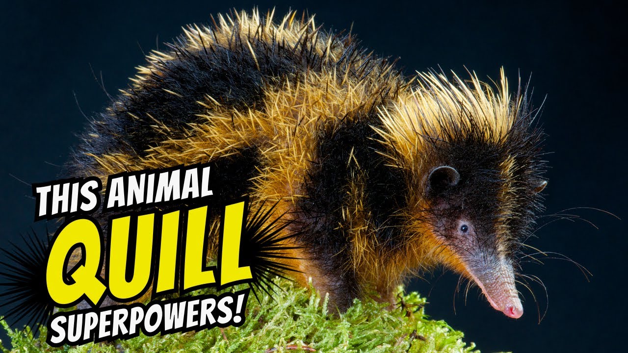 Lowland Streaked Tenrec | Unique Tenrec Species from Madagascar