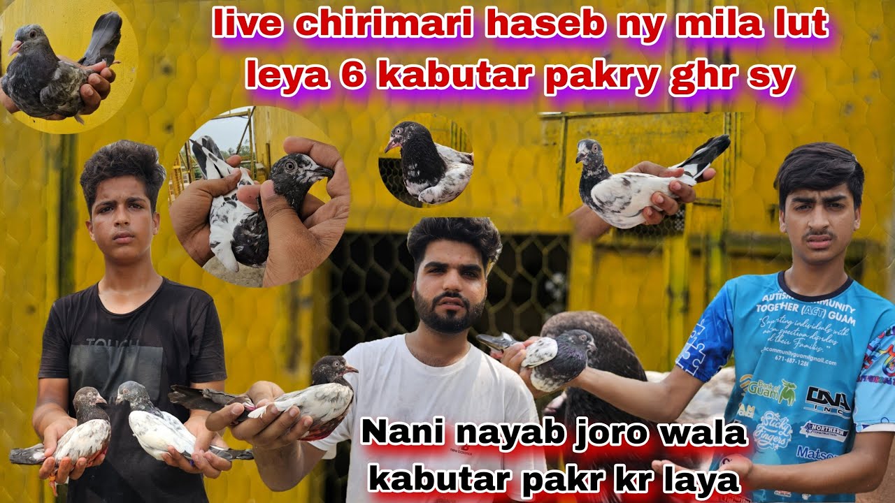 Live chirimari haseeb ny 6 kabutar pakary ghr sy😯Nani ny joro wala kabutar pakra