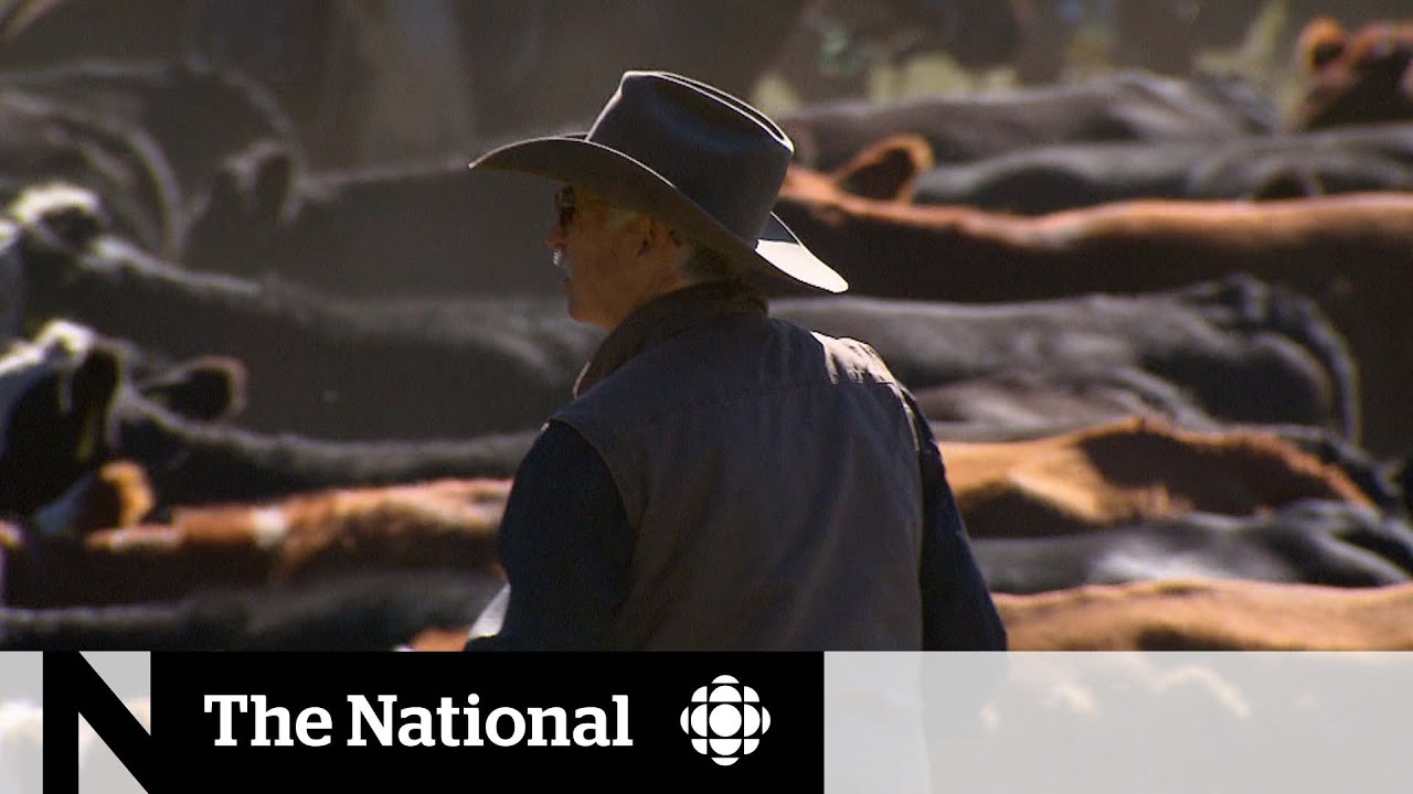 Coal mining debate turns Alberta&rsquo;s foothills into political battleground