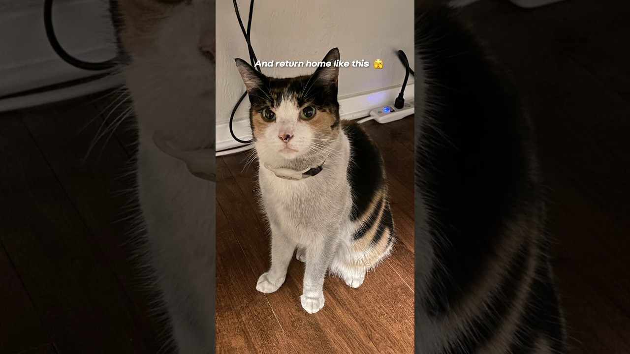 Проблема владельцев домашних и уличных кошек&hellip;😅 #calicocat