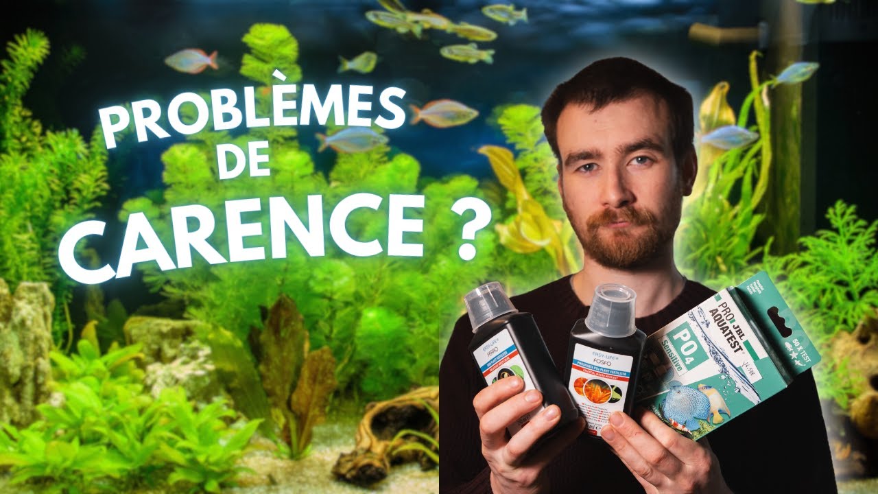 IDENTIFIER LES CARENCES DE SES PLANTES QUAND ON DÉBUTE | AQUABOTA