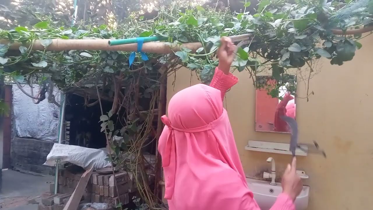 গাছের টাটকা পুঁই শাক ,আলু দিয়ে বড় মাছের তেল ঝাল রান্নার ভিডিও আপনারা সবাই দেখবেন।