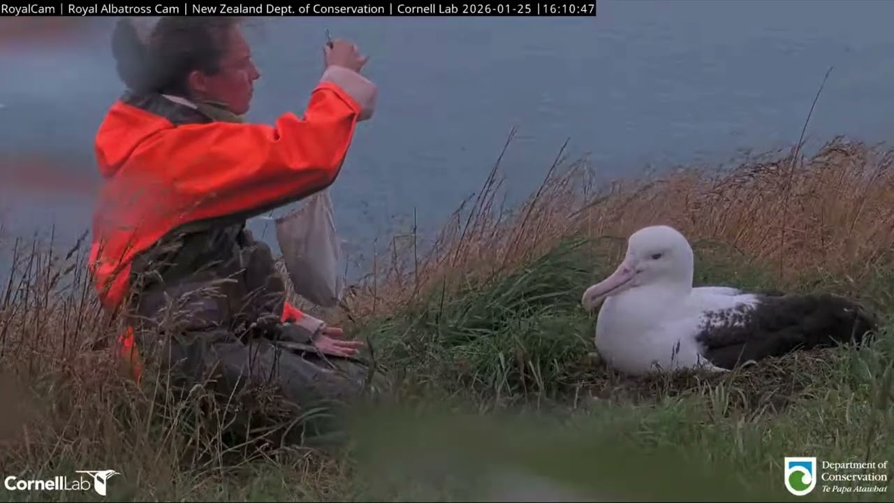 #RoyalCam 2025/6 – BOK, chick weigh and check (slow motion detail; silent), 25 January 2026