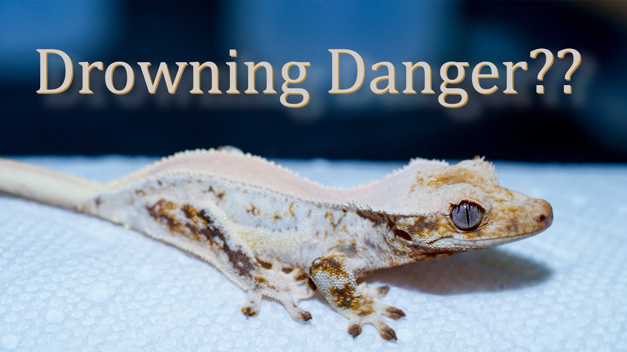 Can Crested Geckos Swim??