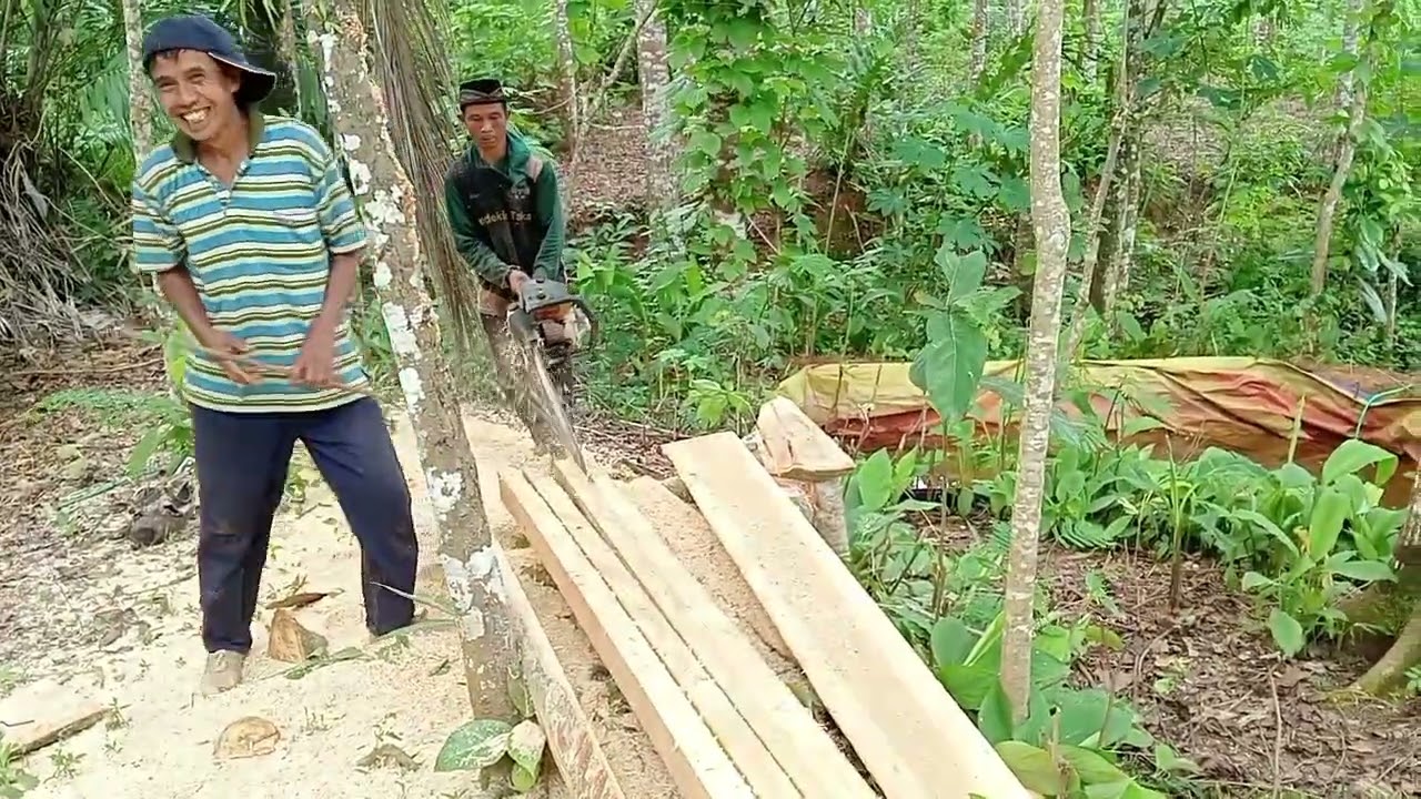belah pohon gamelina part 2