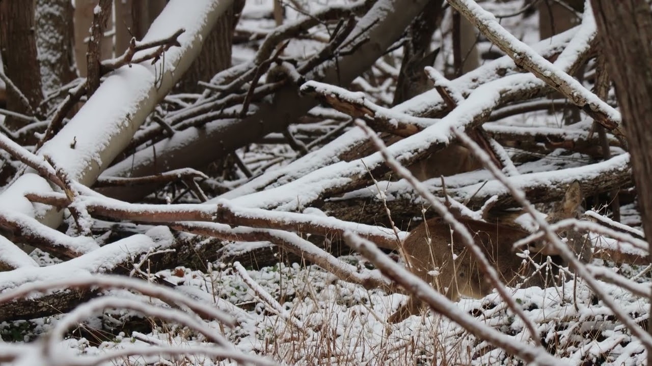 Searching the forest for deer