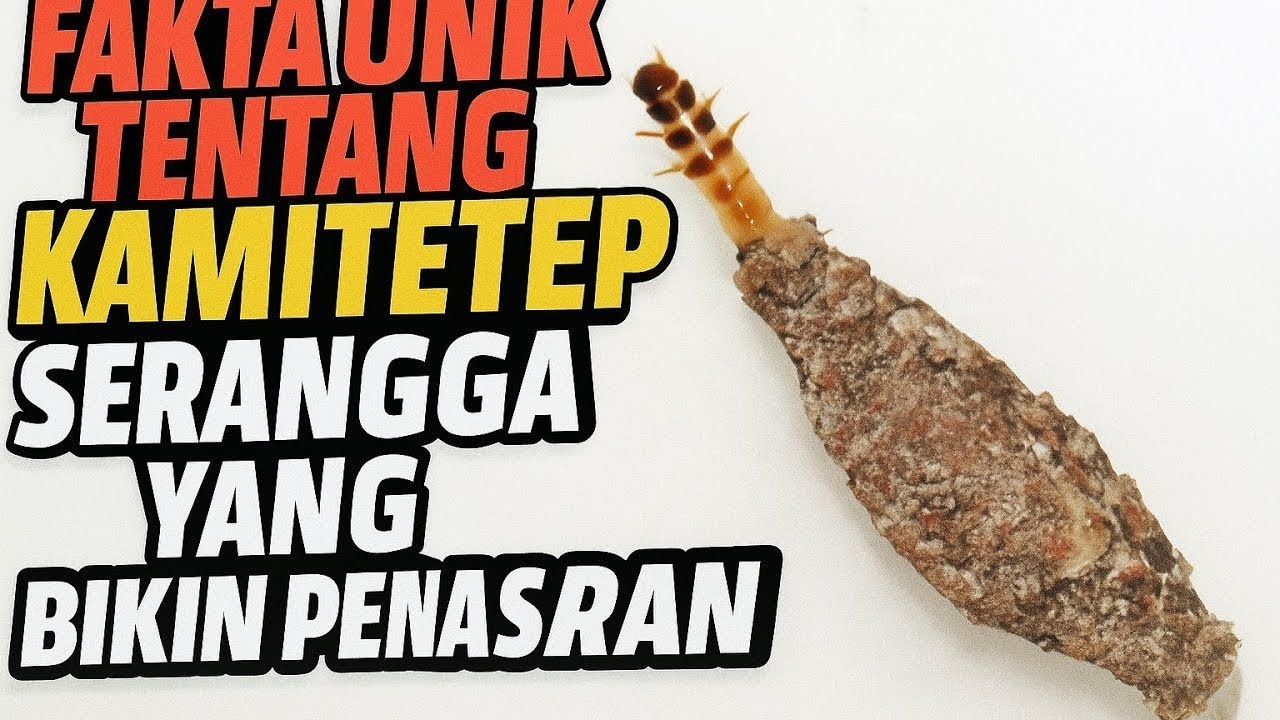 Fakta Unik Tentang Kamitetep, Serangga yang Bikin Penasaran❗😱😨