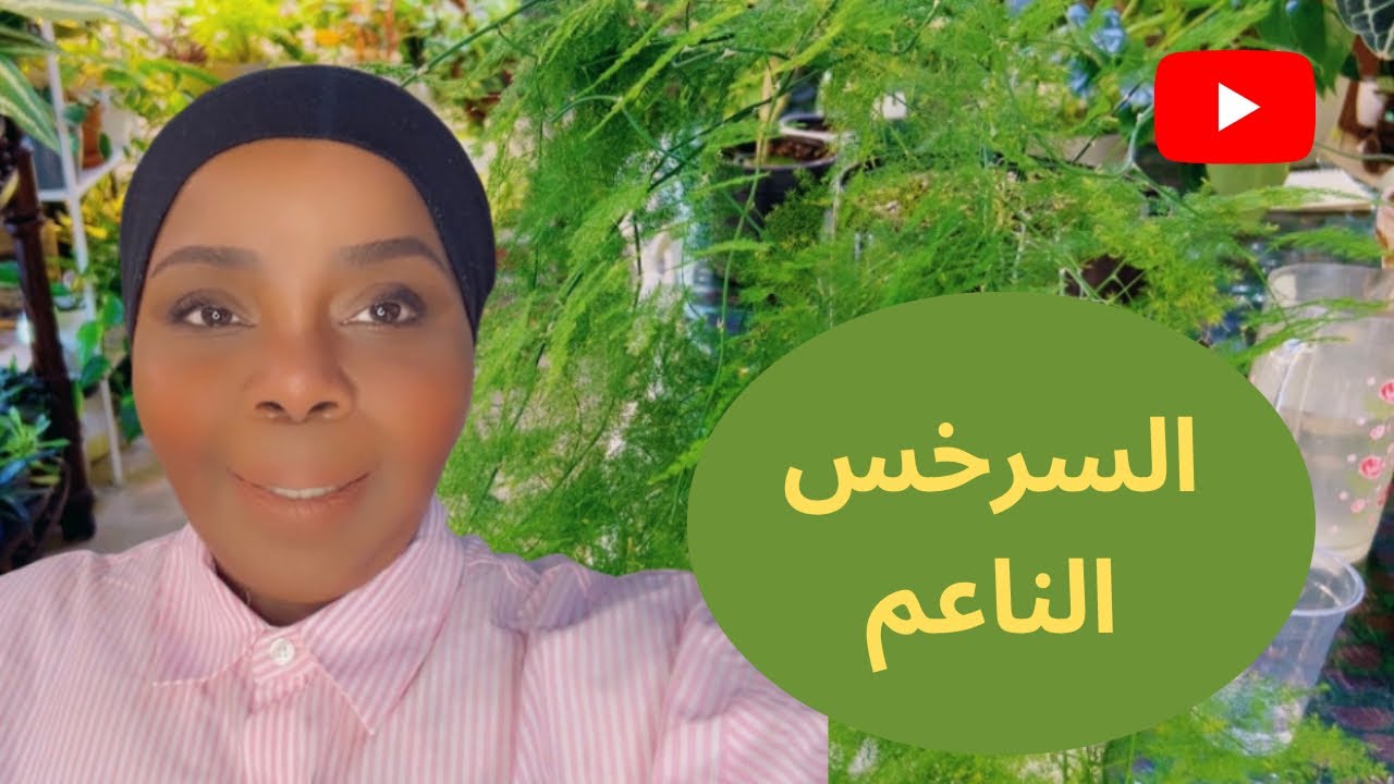 نبات السرخس الناعم من انواع الفيرن رعاية واهتمام نمو وتطور وسقي 🪴