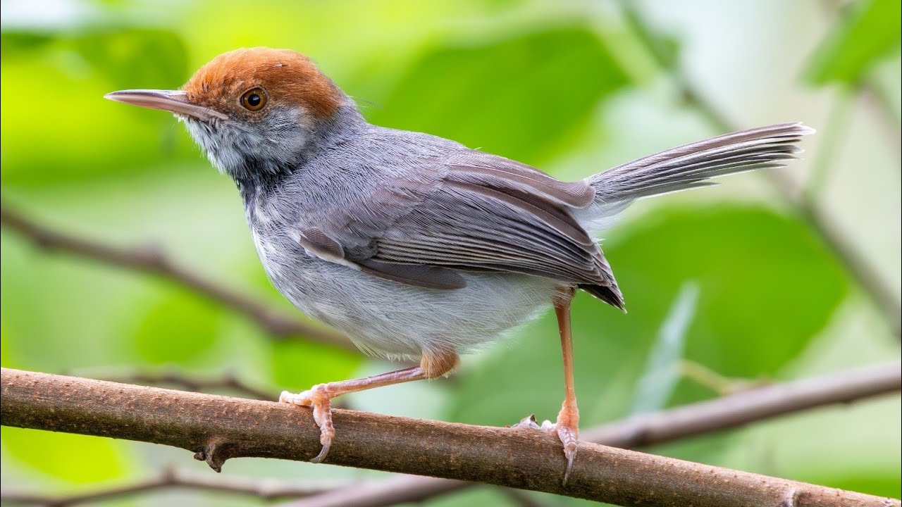 Cambodian Tailorbird – Endemic Bird of Cambodia in Stunning 4K | Vana Adventure Travel