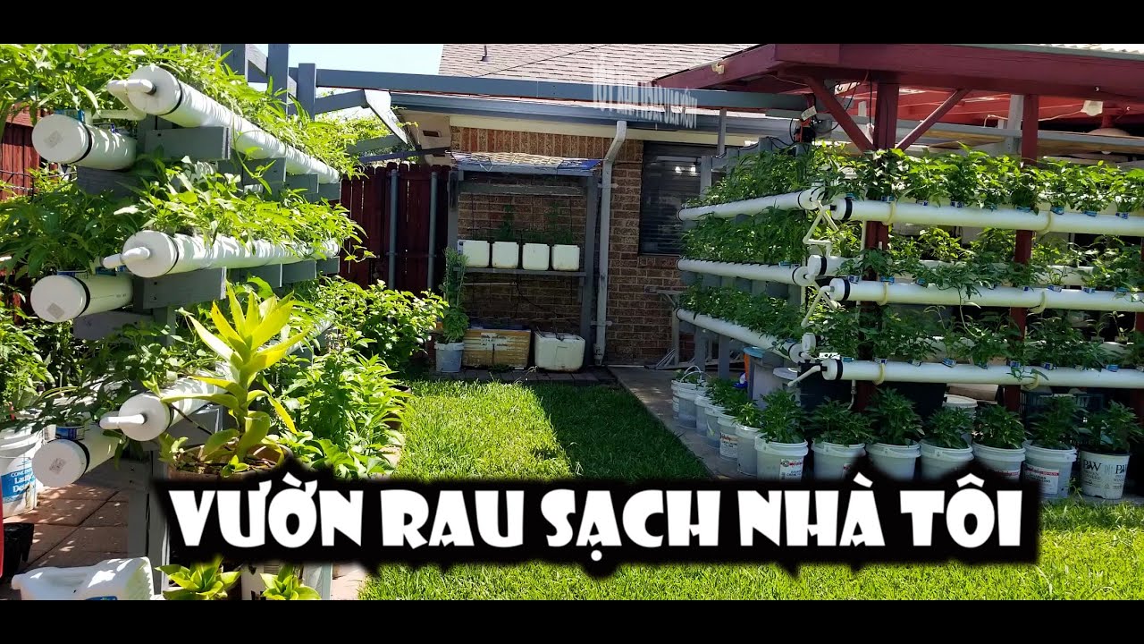 Vườn rau sạch nhà tôi