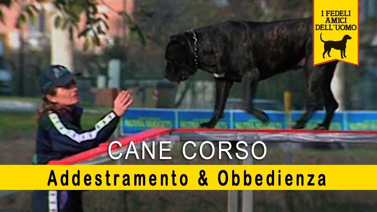 Il cane corso - Addestramento & Obbedienza