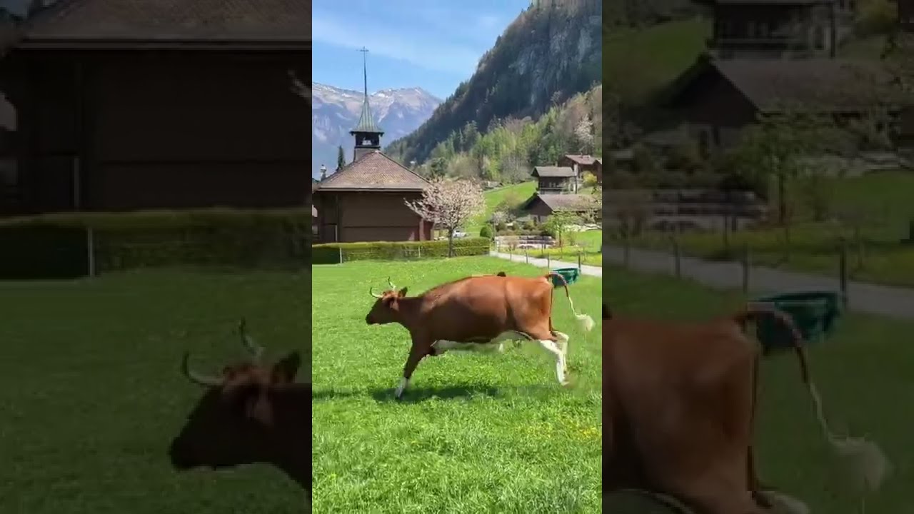 Happy cows jumping in Switzerland