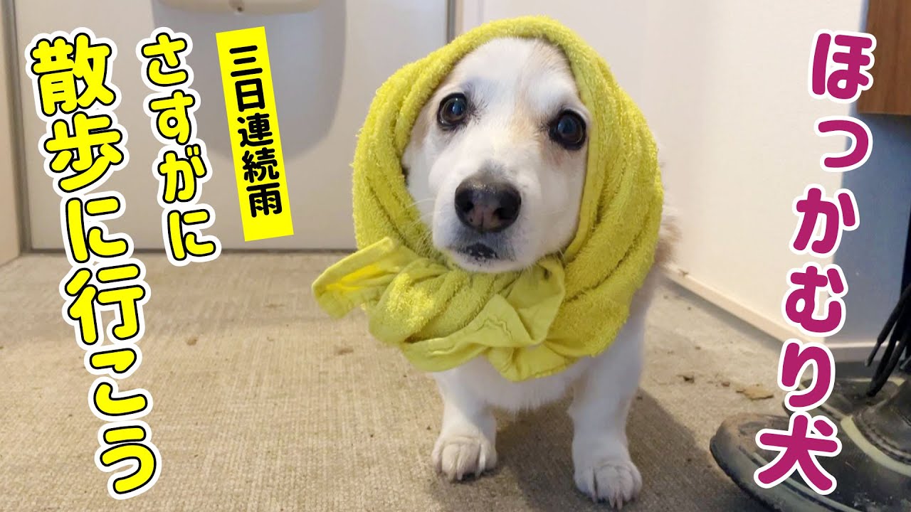 雨の日はほっかむりコーギー